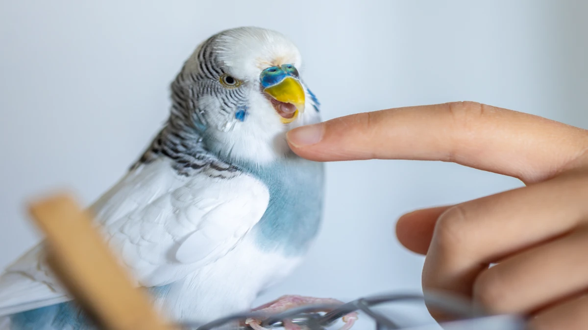 Trimming Bird Nails Safely: 9 Expert-Backed Secrets for Happy Birds